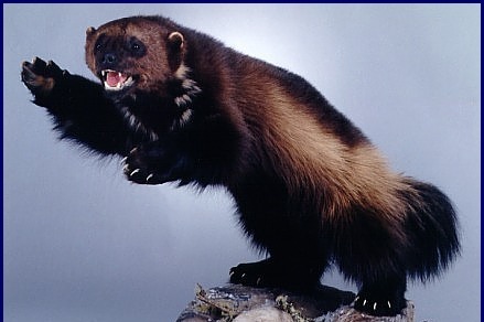Save the Wolverines